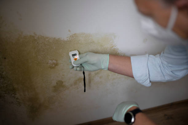 Best Health and Safety Mold Remediation in Battlement Mesa, CO